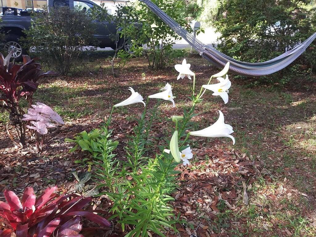 Foto 3 von 16: Homosassa R&R Getaway