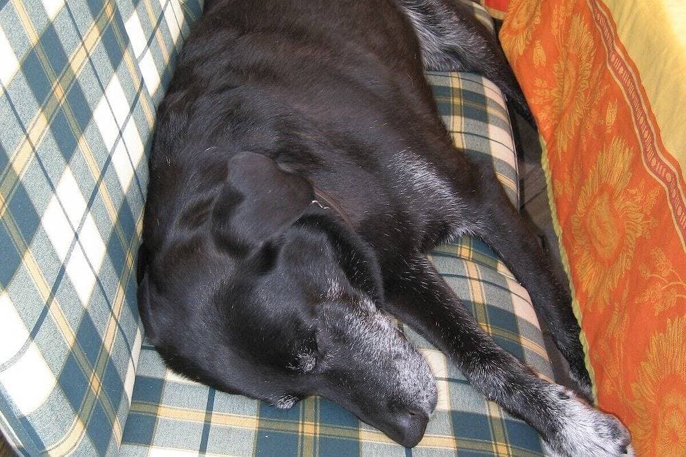 Foto 9 von 20: 4****Nichtraucher-Ferienwohnung - auch Hunde willkommen!
