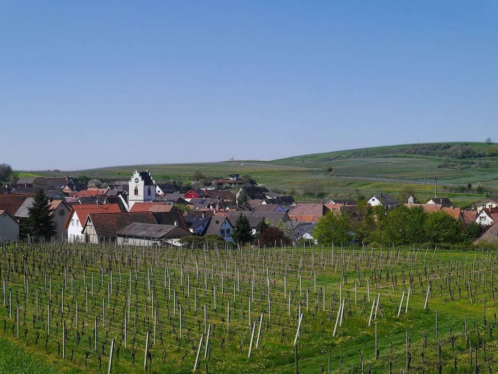 Foto 13 von 32: Frühburgunder im Ferienhaus Lehmättle