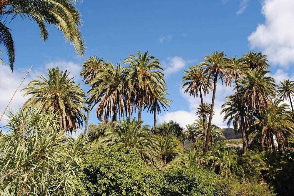 Foto 13 von 30: Die Palmeral del Valle