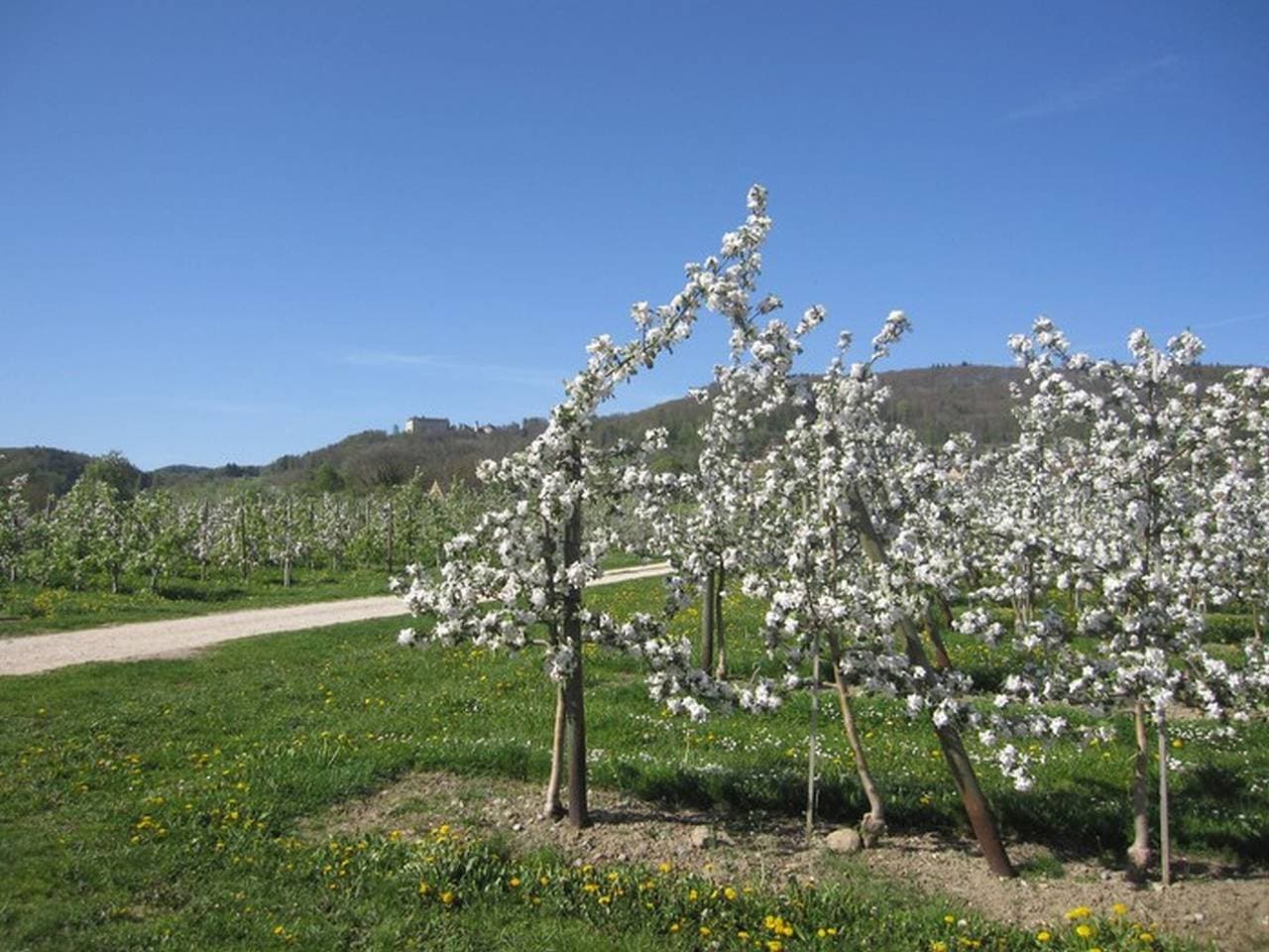 Foto 6 von 19: Gemeinschaftsgarten und Wi-Fi