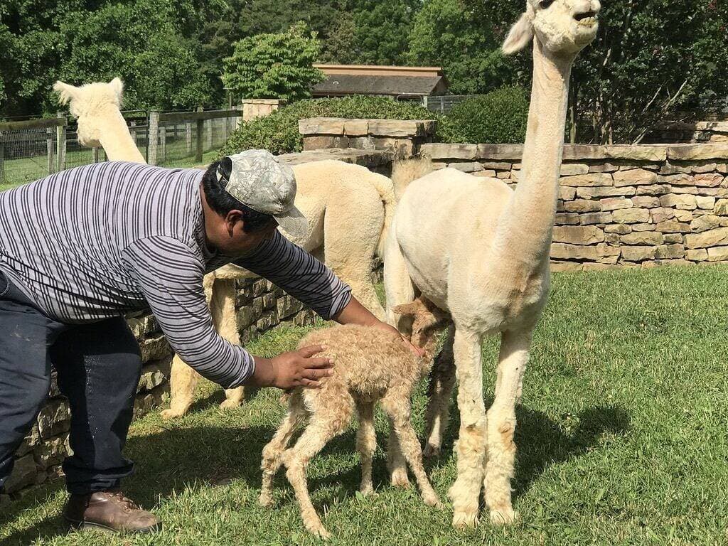 Foto 13 von 22: Romantisches afrikanisch inspiriertes Studio auf Alpaka-Farm – Unter den Sternen