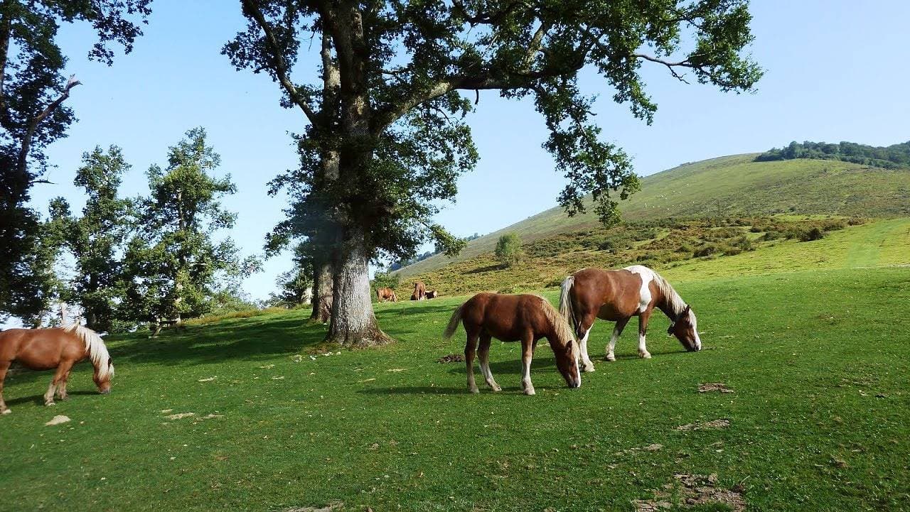 Foto 10 von 37: Atchouetos