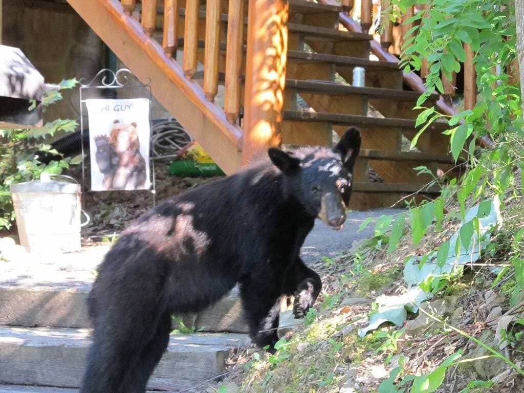 Foto 7 von 24: Just Enuff Cabin - 5 Star Wunderschöne Aussicht in Gatlinburg hat alles was Sie brauchen!