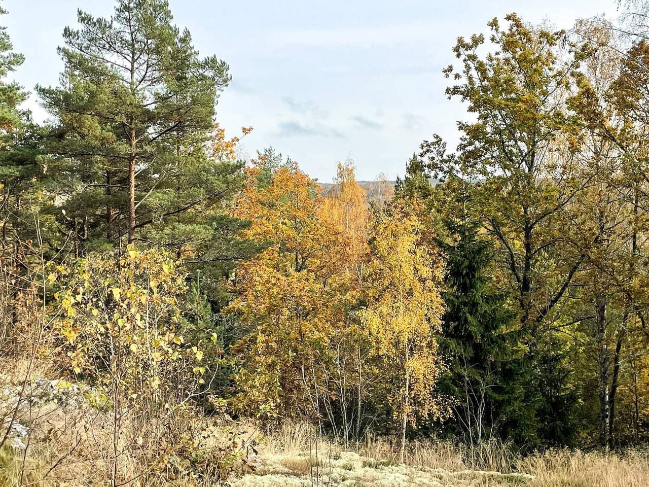 Foto 10 von 34: Friedliche Waldhütte in Dalsland
