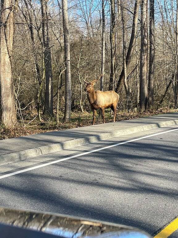 Foto 6 von 13: Hütten in den Kiefern Einheit 4 - Motorradfreundlich - Holzofen - Überdachte Veranda