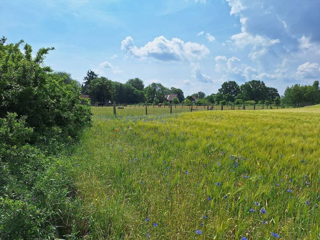 Foto 13 von 16: Ferienhaus Kranich