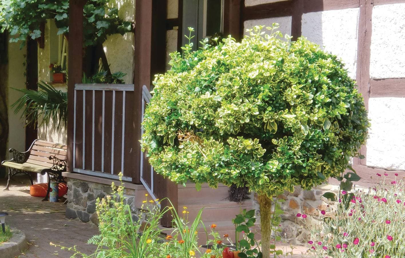 Foto 3 von 21: Gemütliche Gartenwohnung nahe Dankerode Zentrum