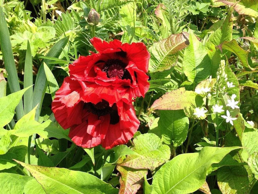 Foto 8 von 28: Rosengarten im Ferienhaus Carola