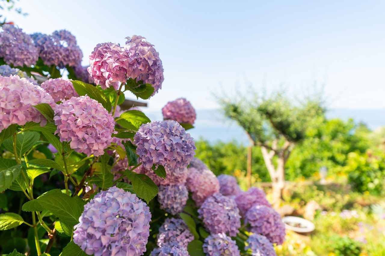 Foto 5 von 26: Studio mit Terrasse und schönen Meerblick