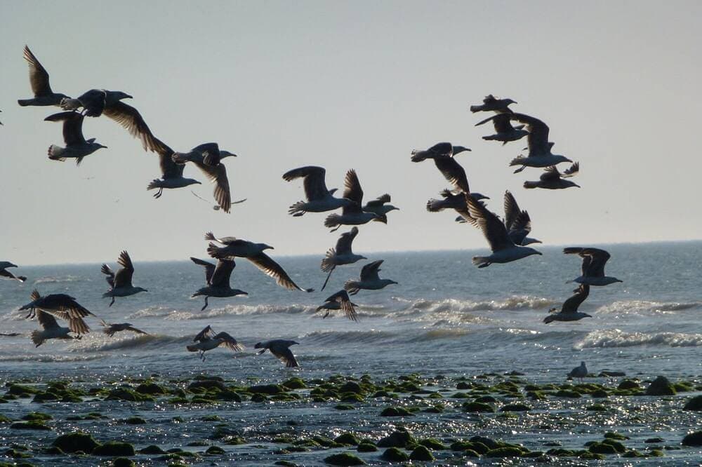 Foto 10 von 18: 100 m vom Strand entfernt mit Garten / Prefectural Genehmigung / Tiere akzeptiert