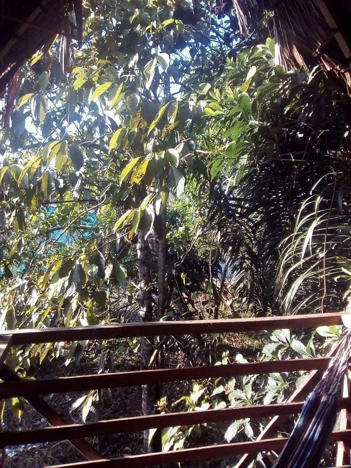 Foto 9 von 9: Hammocks in Room with Garden View (4 Adults)