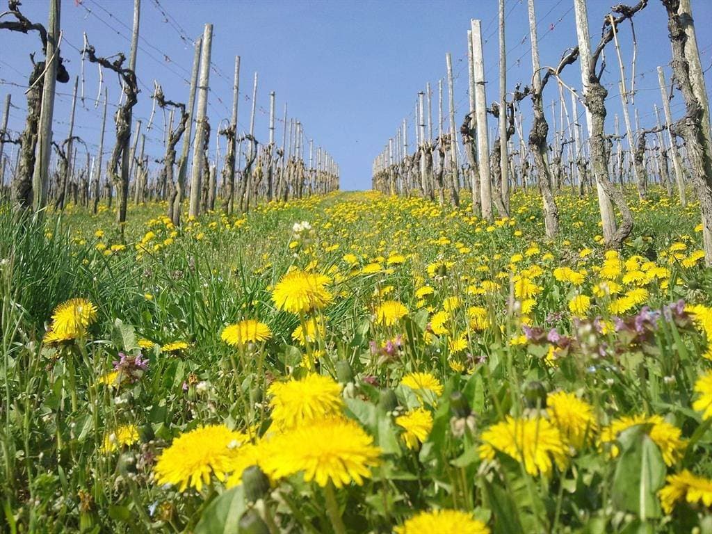 Foto 8 von 15: 3-Bettwohnung Dornfelder