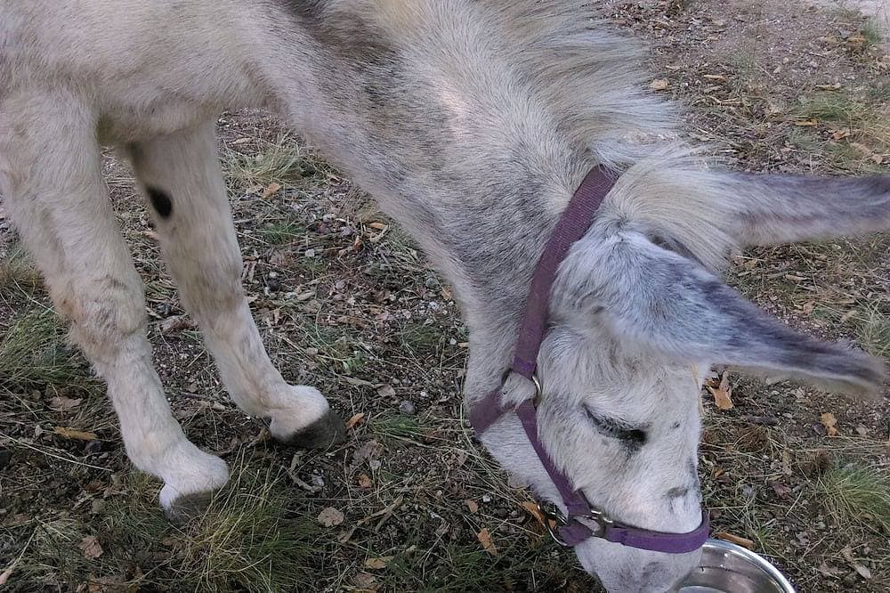 Foto 8 von 16: Roulotte Bleuet, in einer natürlichen Umgebung
