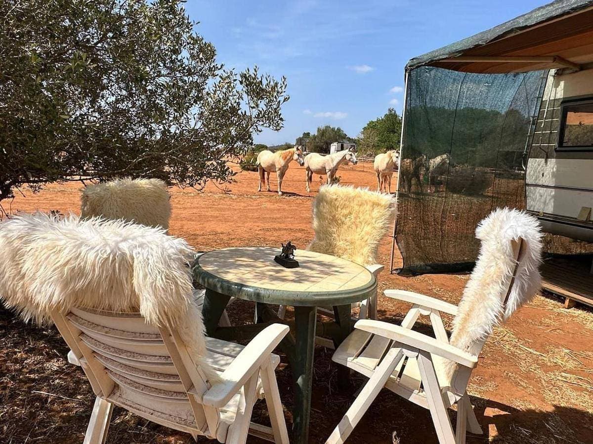 Pauls caravan for 4 - See the horses from your bed 1