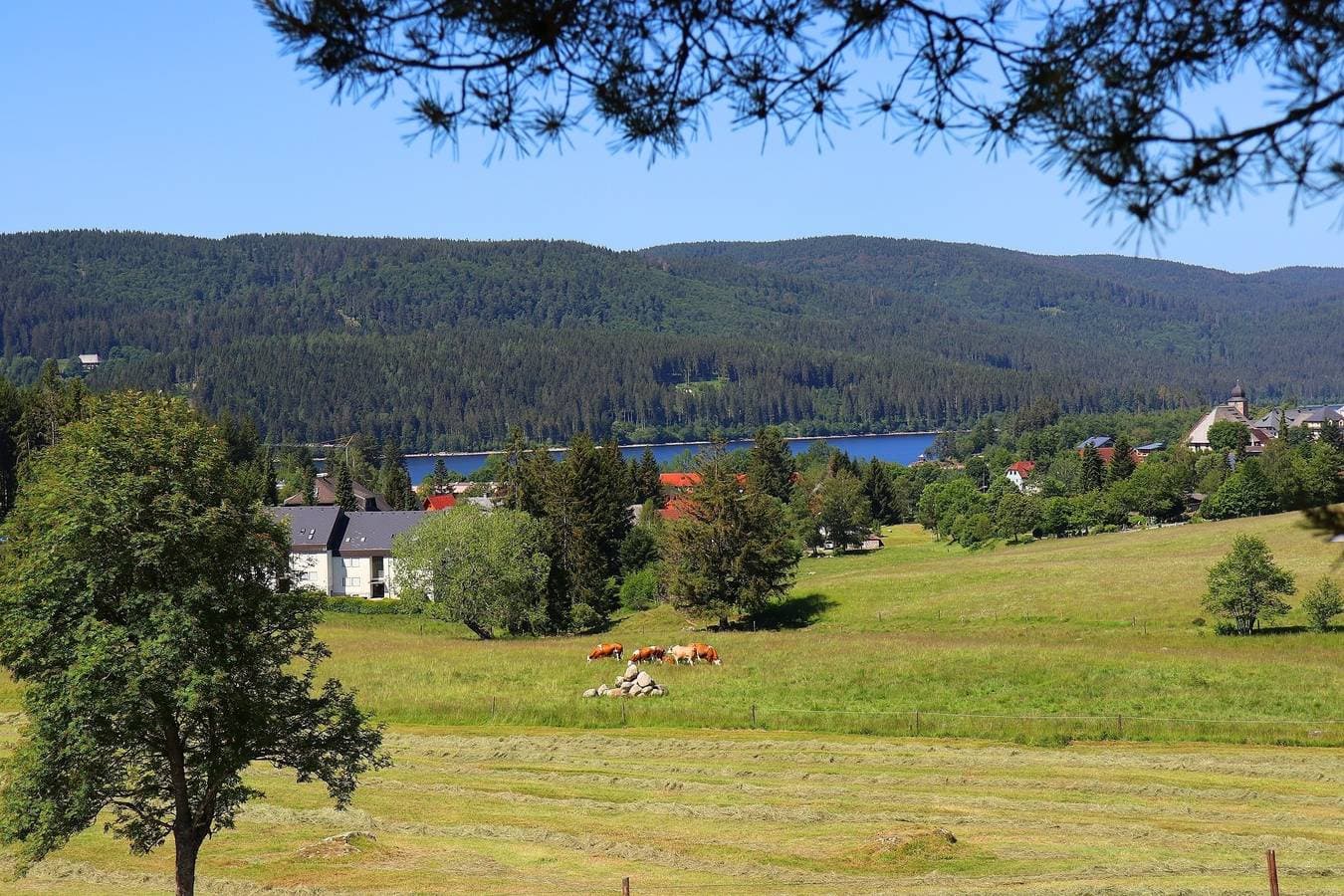 Foto 6 von 21: Ferienwohnung Tanja - Auszeit Schluchsee - Oase der Stille -