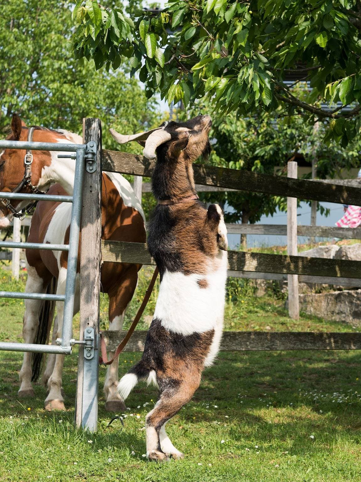 Foto 8 von 29: Ferienbauernhof Henn "Schmiedsbuck" mit Pool, Tieren und Spielplatz