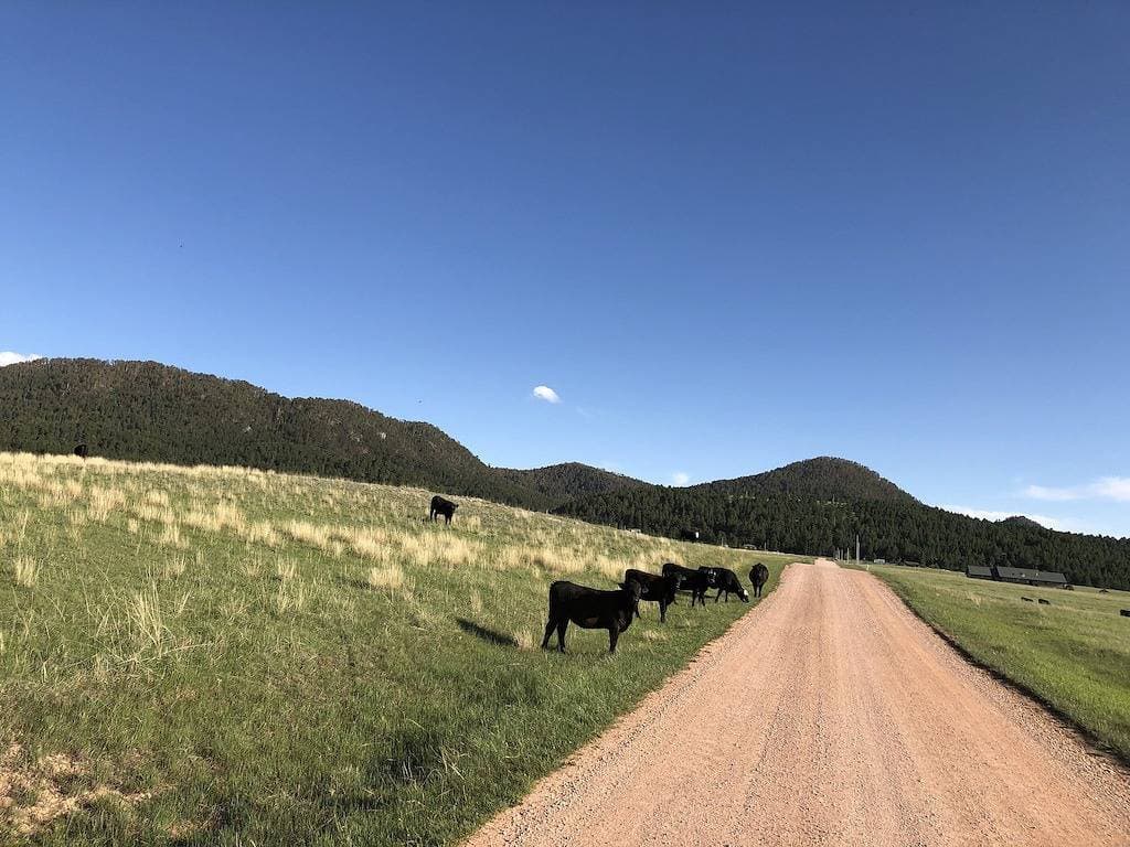 Foto 2 von 46: Rustikales Blockhaus in den wunderschönen Wyoming Black Hills!