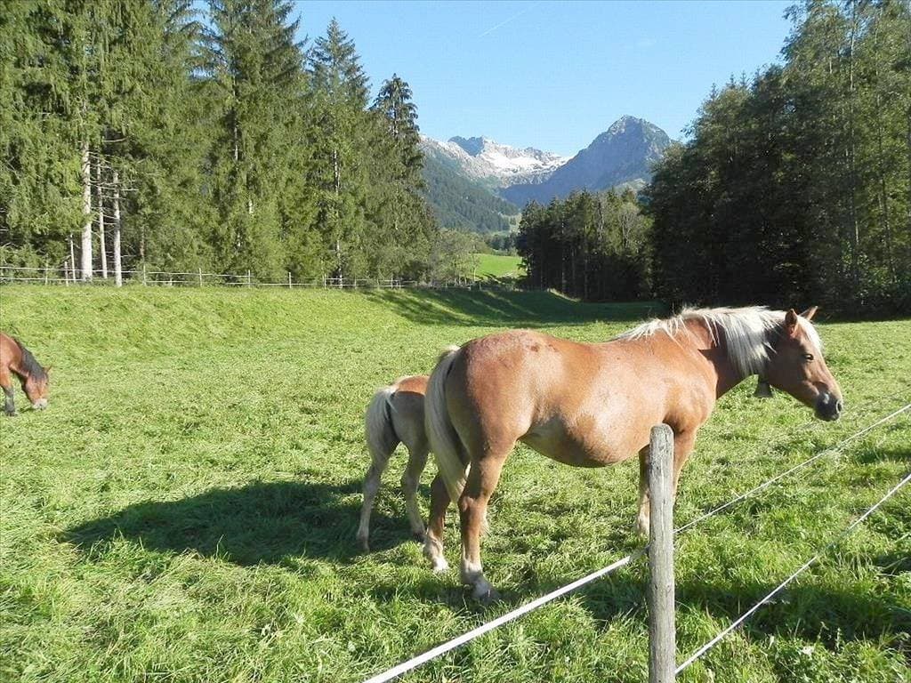 Foto 2 von 16: Ferienwohnung Grün