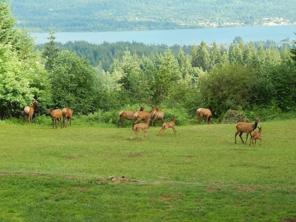 Foto 11 von 14: Wunderschöne Suite mit Panoramablick auf den Columbia River