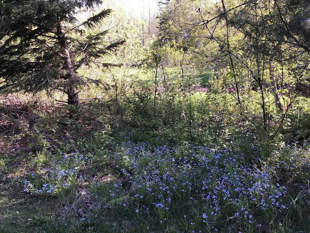 ✨🌌Peaceful riverside cabin in the Up near public beach🌊, 🥾trails & the Porkies!🌲 1