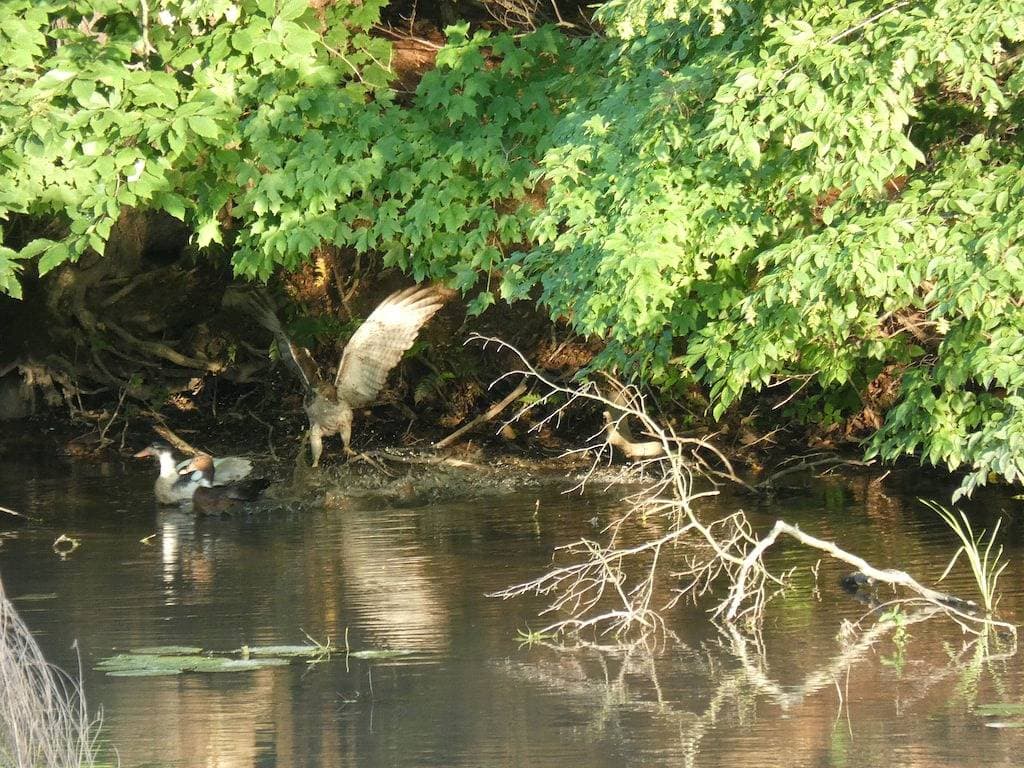 Foto 6 von 34: Nature's Haven in Niagara Falls