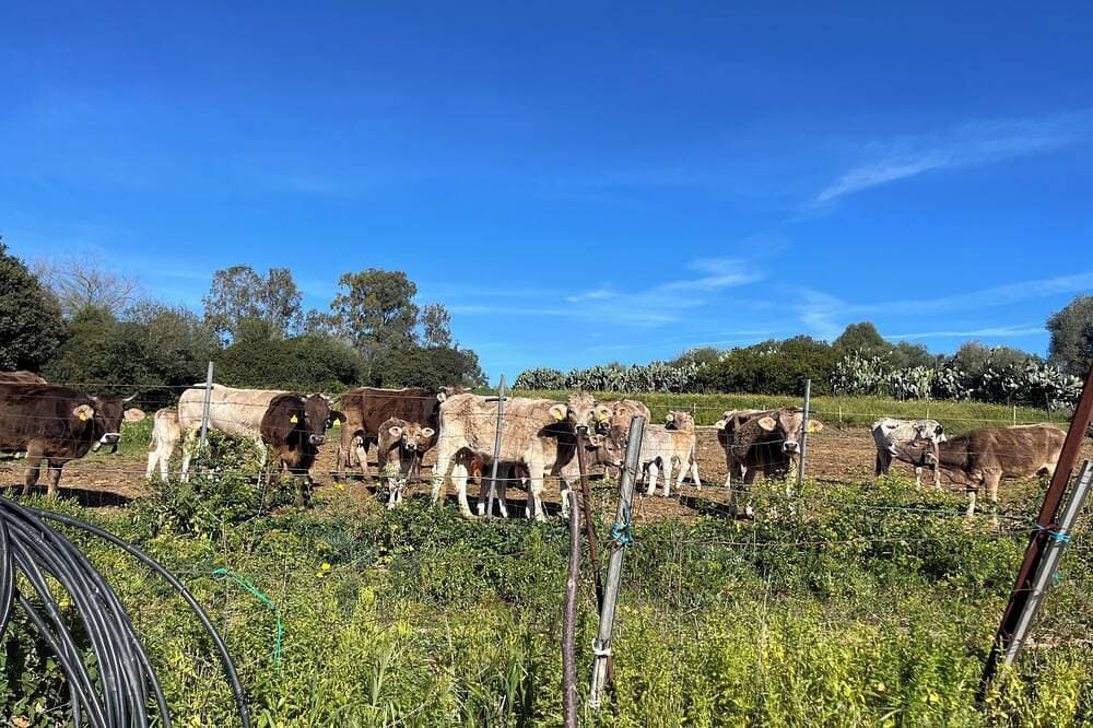 Foto 8 von 11: Casa Vacanza Funtanarva in Campagna