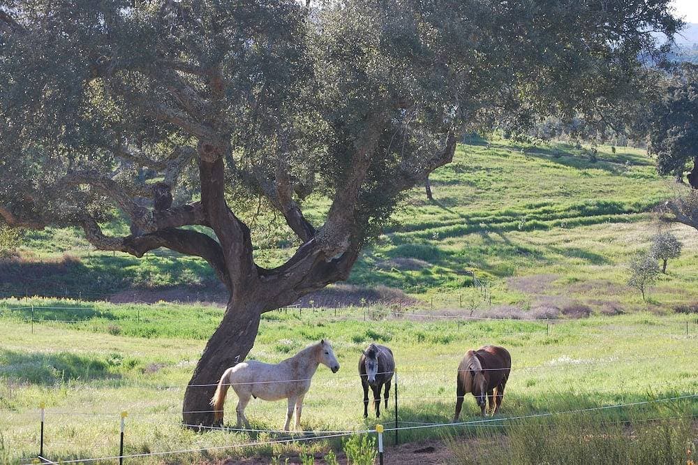 Foto 8 von 12: Luxuriöses Alentejo Farmhaus
