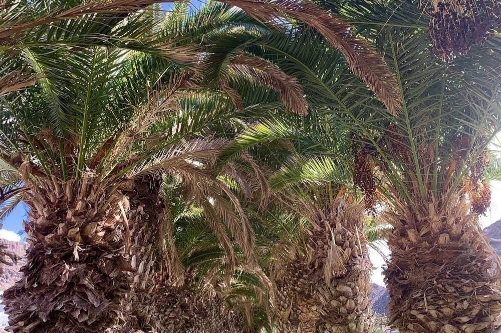 Foto 8 von 30: Meerblick-Wohnung in Playa del Cura Gran Canaria