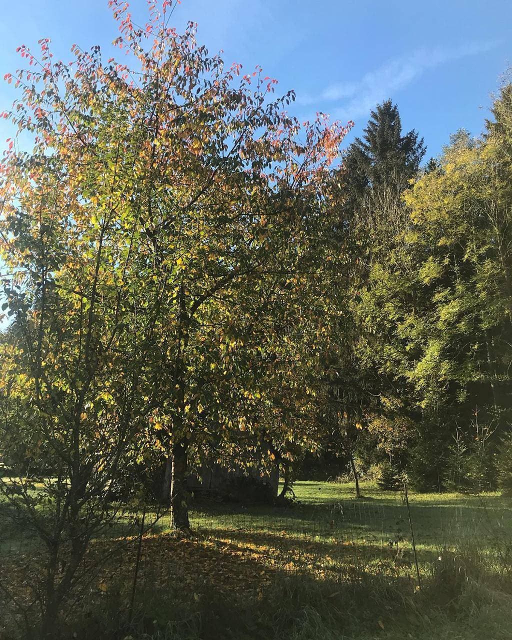 Foto 7 von 20: Ferienwohnung mit privatem Naturschwimmteich - Ferienwohnung mit direktem Zugang zum Garten