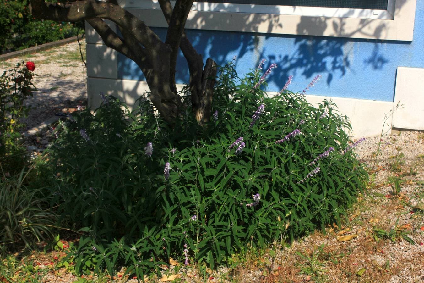 Foto 8 von 19: Studio Appartement mit Terrasse Viganj, Peljesac As-10189-a