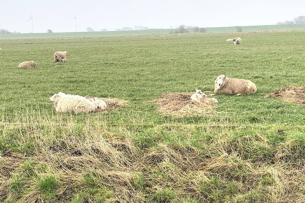 Foto 6 von 7: Hallig Ohland  Klein aber Fein