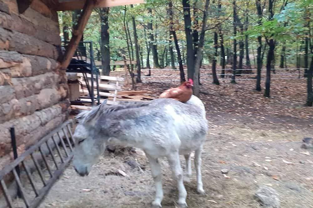 Foto 8 von 12: Zurück zu den Grundlagen: Der Narzissen-Trailer in der Nähe der Wanderwege