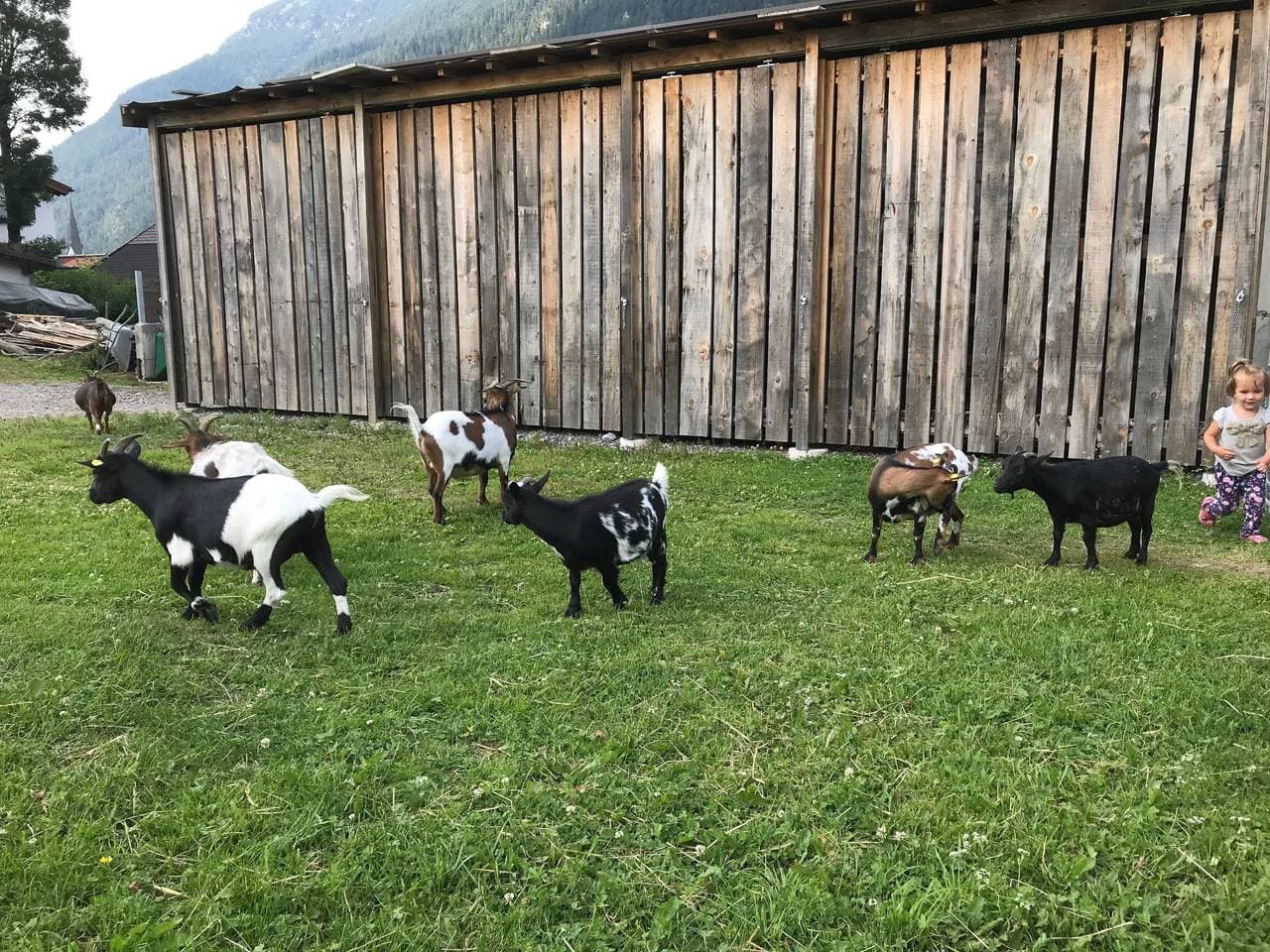 Foto 11 von 29: Pony-Ziegen-Hasen-Ranch in Bichlbach