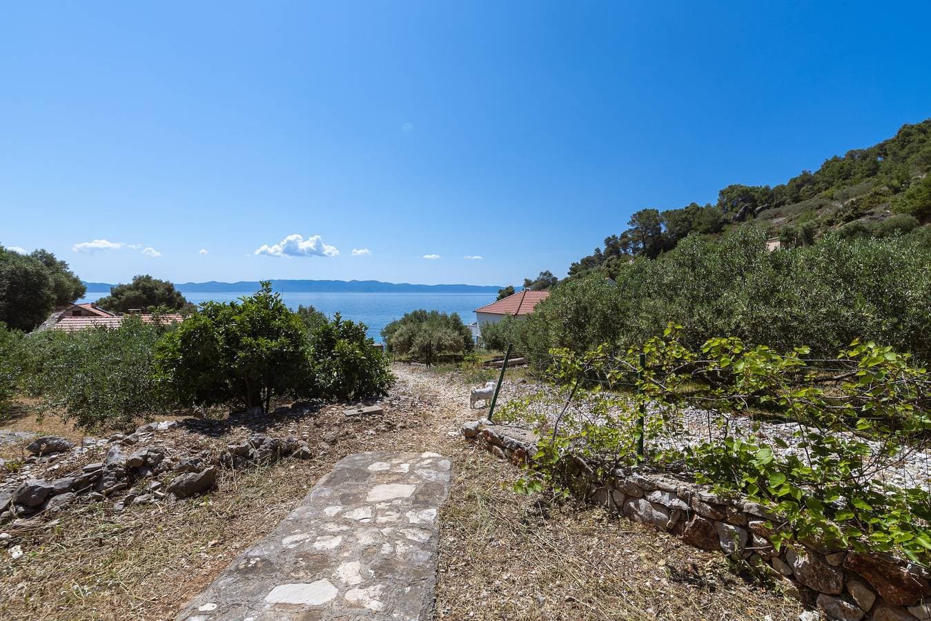 Foto 8 von 27: Studio Appartement mit Terrasse und Meerblick Bucht Torac, Hvar As-24462-a