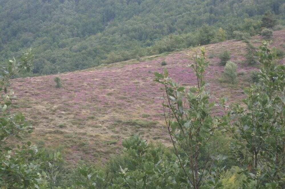 Foto 11 von 14: Im Herzen eines Kastanienhains