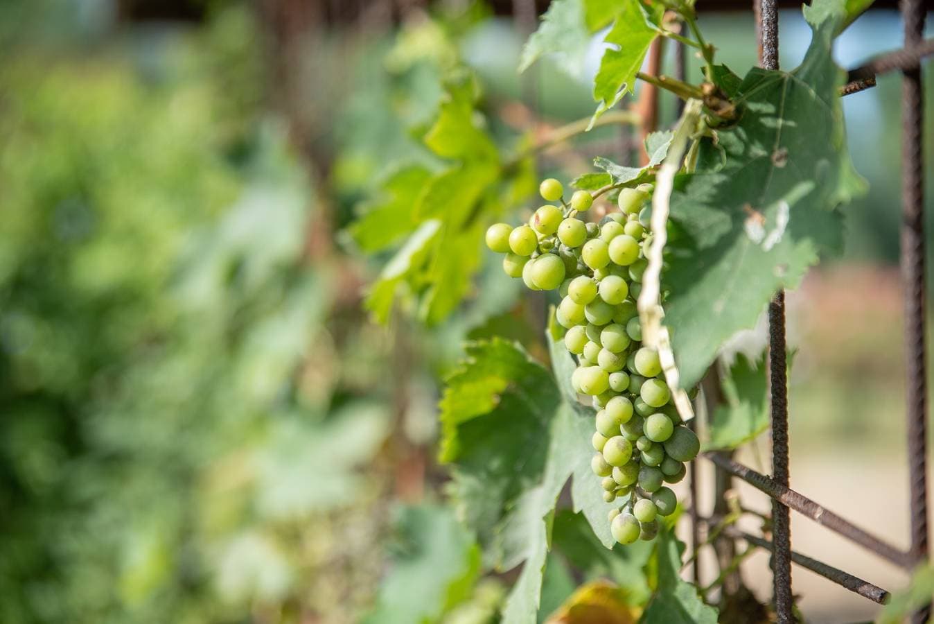 Foto 7 von 37: Mit großem Garten und ruhiger Lage – Villetta Corbezzolo