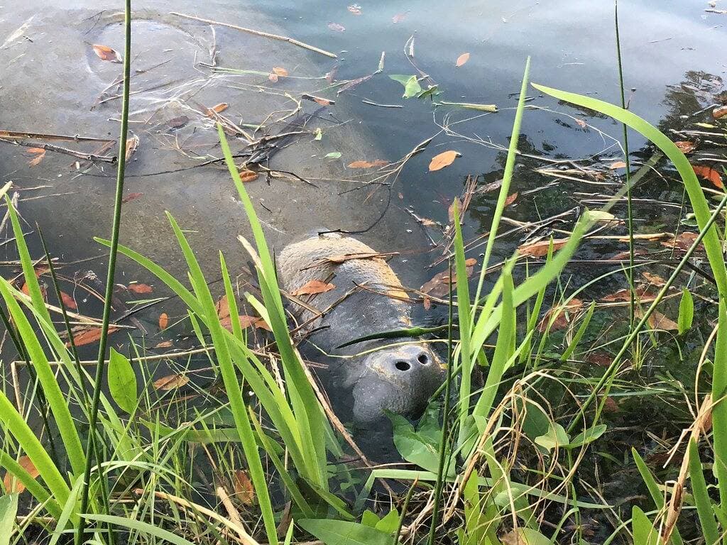 Foto 3 von 34: Verstecktes Juwel in Crystal River