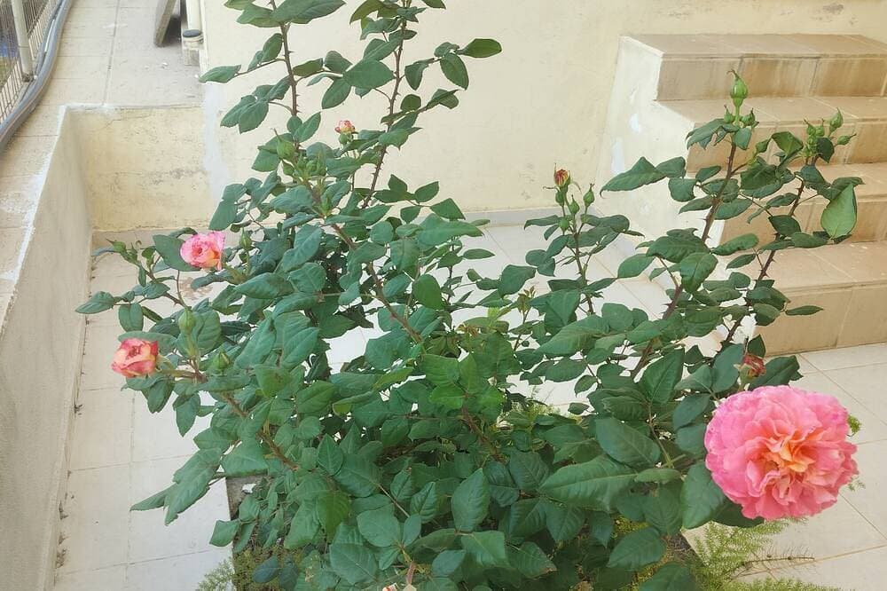 Foto 8 von 28: Όμορφο εξοχικό στούντιο με πισίνα & κήπο,εύκολη πρόσβαση, 6χλμ από αεροδρόμιο