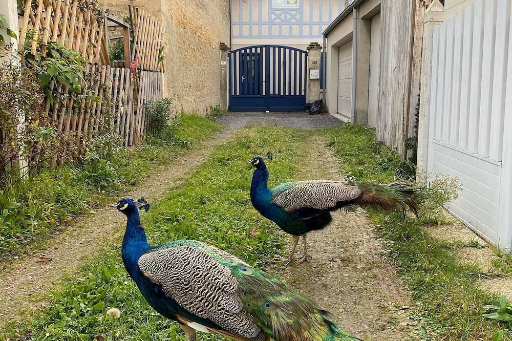 Foto 8 von 20: Balaena - maison avec jardin proche plage