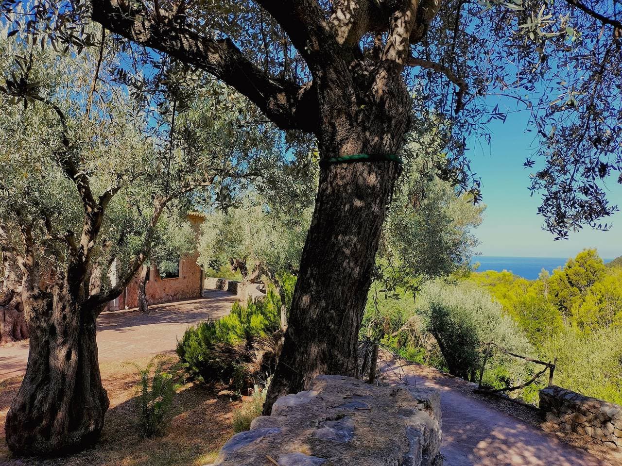Foto 9 von 33: „Sóller Villa es Coco“ mit Ausblick, privater Terrasse und WLAN