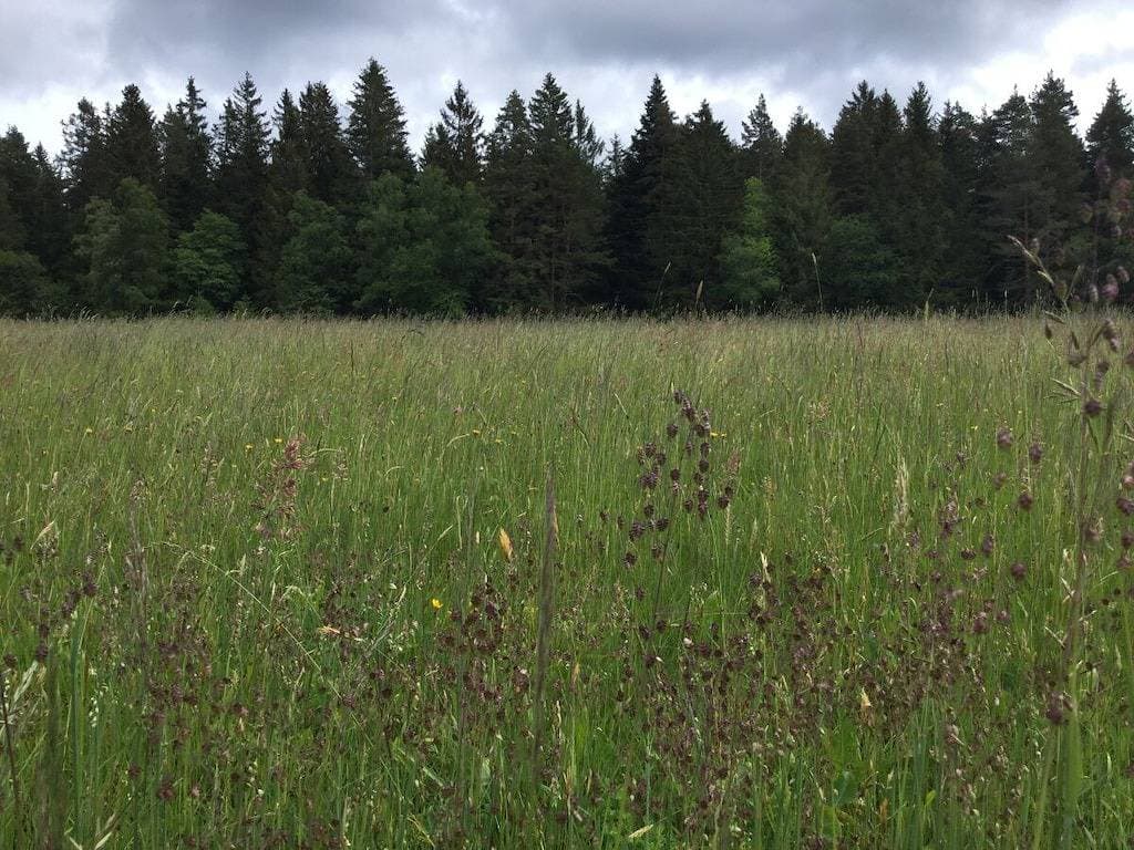 Foto 6 von 21: Ober-Kaltenbronnhof