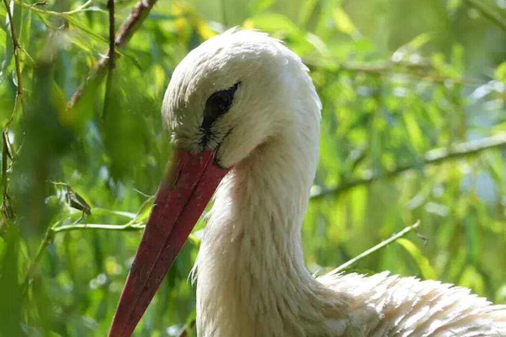 Foto 8 von 12: Gite Nature les Cigognes (sleeps up to 13), Pets welcome