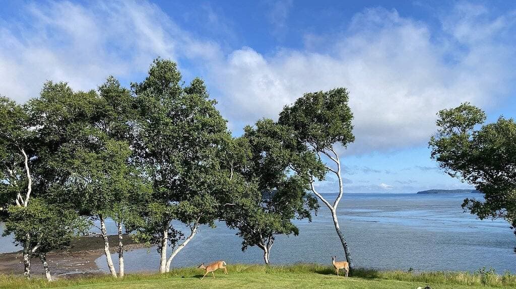 Wow! Private 3acre Oceanfront Home, whales,eagles,walkable to village/Dog Island 1