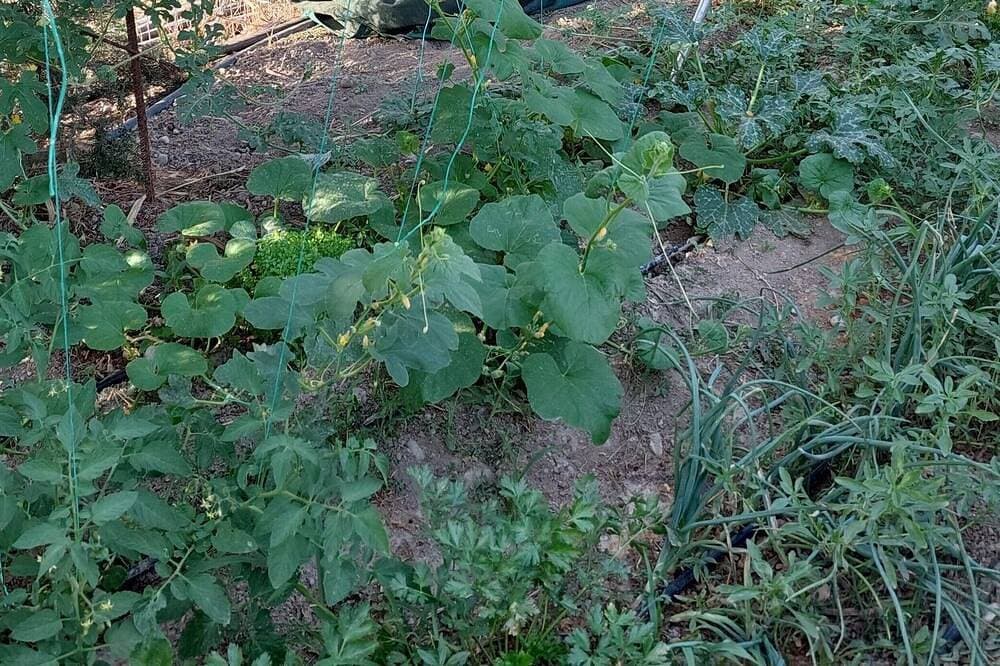 Foto 11 von 27: Ruhig gelegen, inmitten von alten Olivenbäumen mit privatem Pool und Garten!