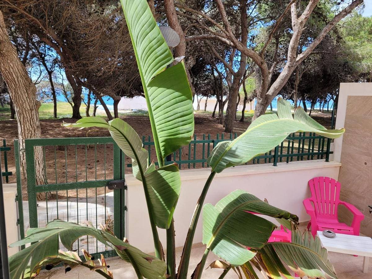 FRONTE PINETA MARE RIVABELLA 1