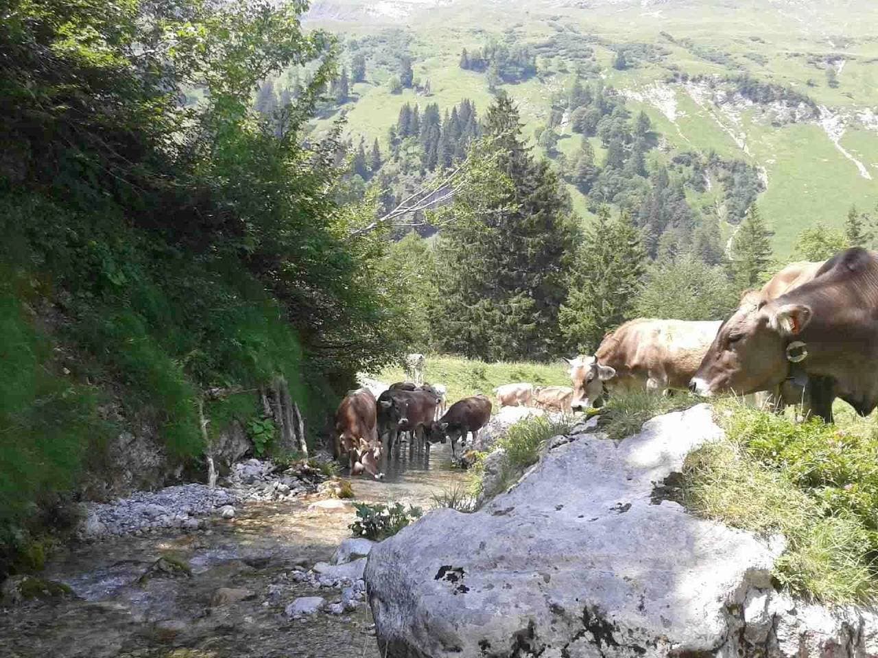 Foto 5 von 20: Pferde