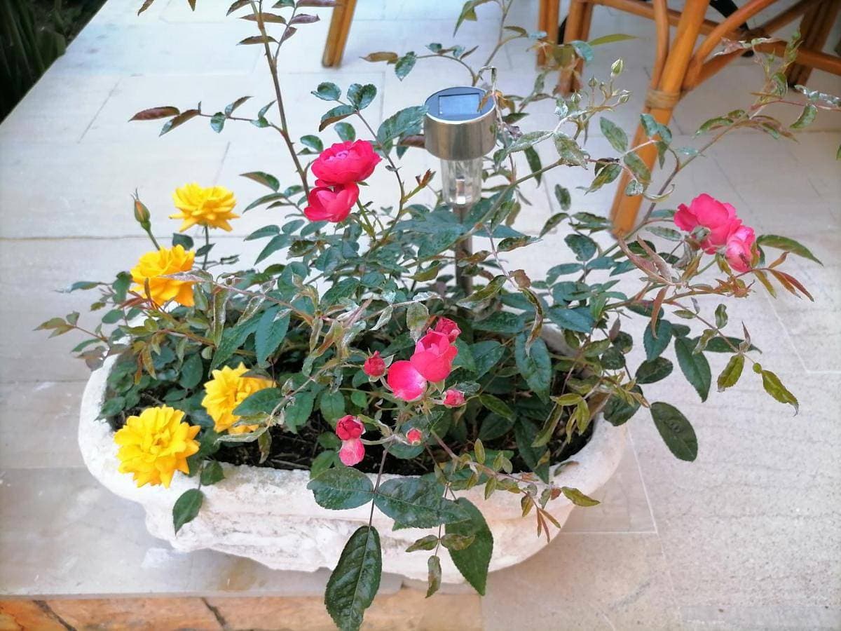 flower garden apartment 1