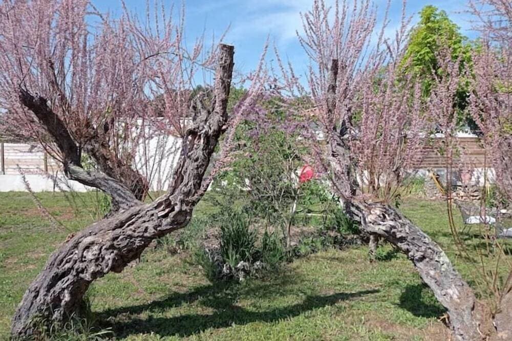 Foto 13 von 30: La Maison De Papou La Vigne