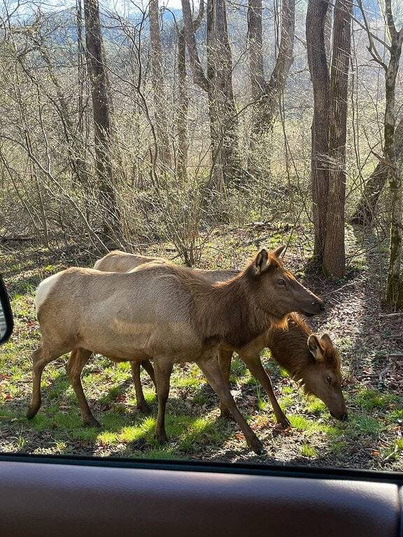 Foto 10 von 13: Hütten in den Kiefern Einheit 4 - Motorradfreundlich - Holzofen - Überdachte Veranda